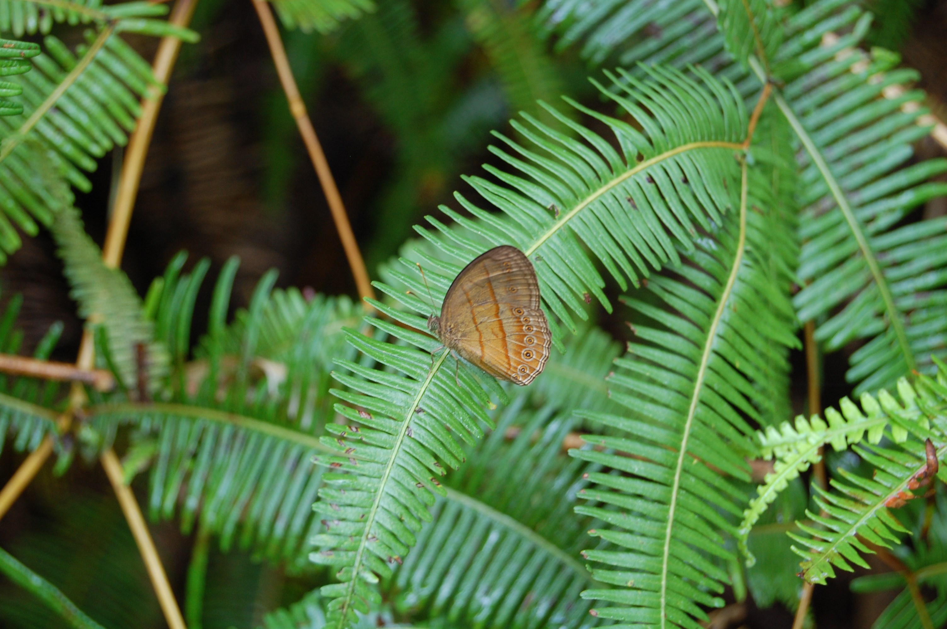 690.jpg (154382 bytes)